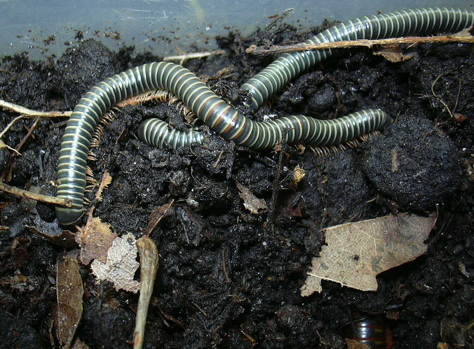 Представитель Семейства Pseudospirobolellidae